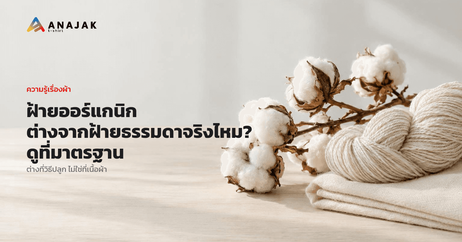 ปุยฝ้ายดิบติดกิ่งแห้งวางบนโต๊ะไม้สีอ่อน ข้างๆ มีไจด้ายฝ้ายปั่นมือสีธรรมชาติและผ้าฝ้ายไม่ฟอกสีพับเรียบ ใต้แสงนุ่มจากหน้าต่าง